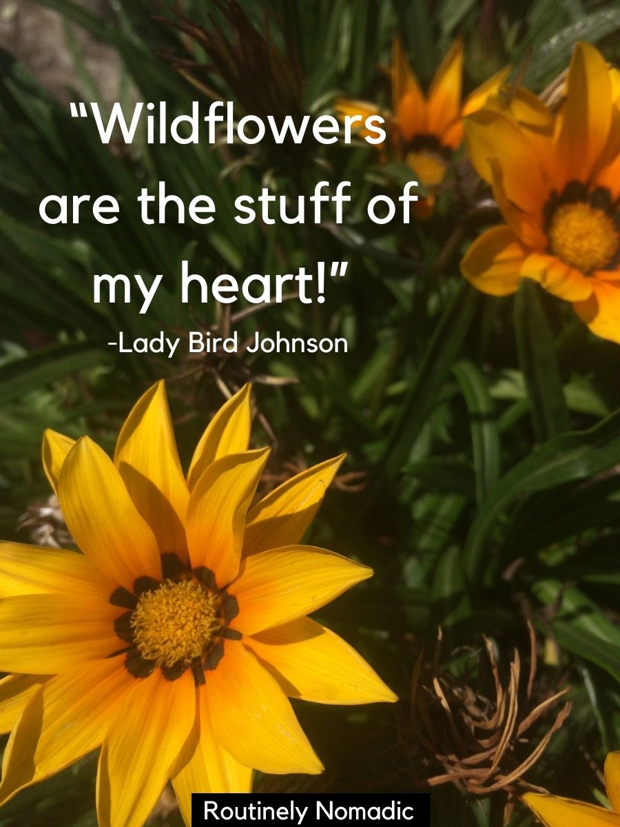 Short Flower Quotes 110 Amazing Flower Sayings Routinely Nomadic