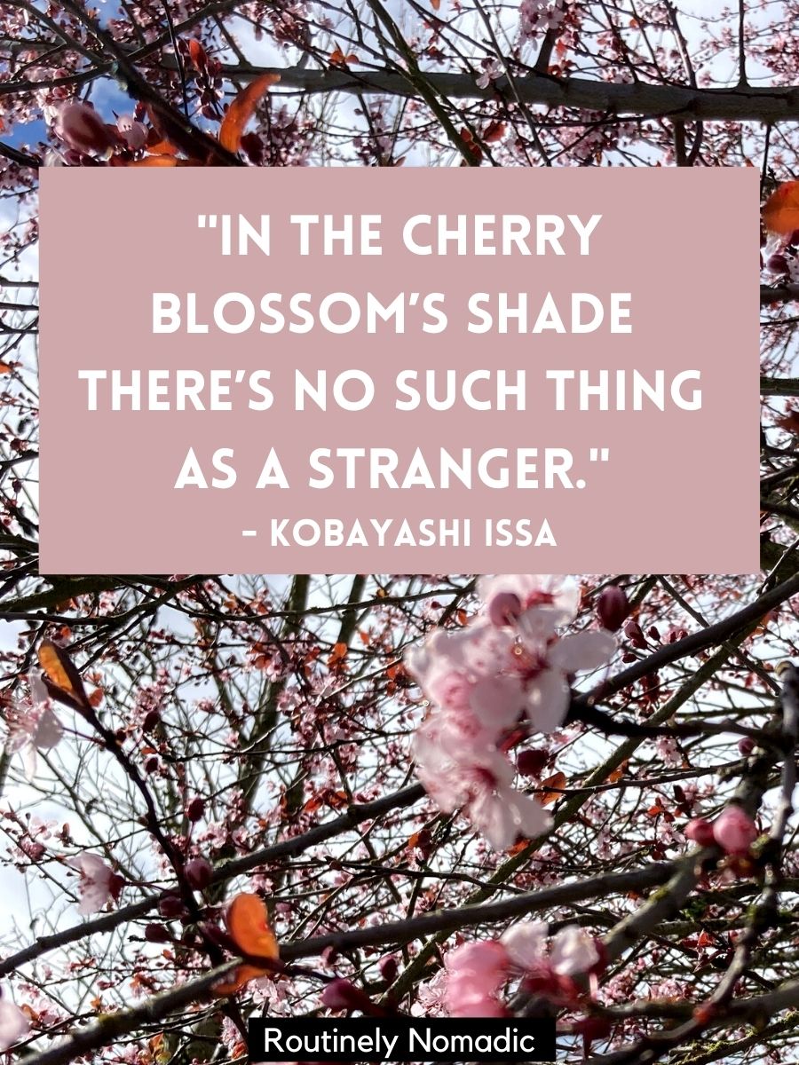 170 Blooming Cherry Blossom Quotes | Routinely Nomadic