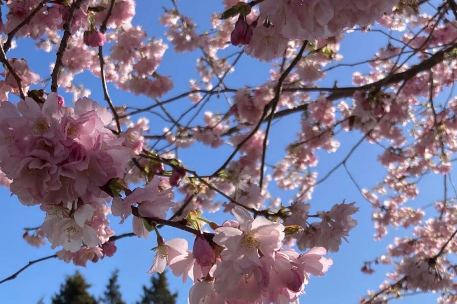 pink blossoms