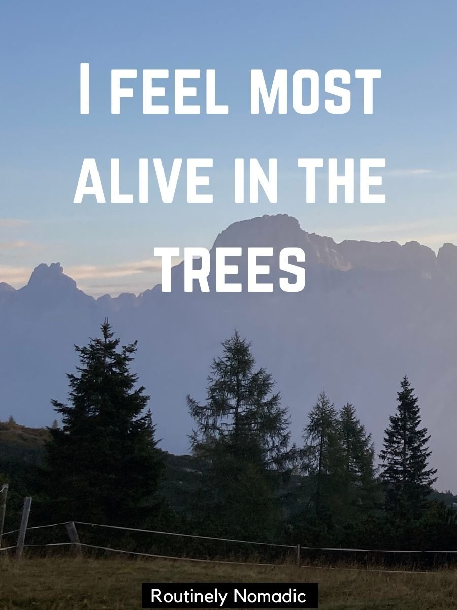 100 Peaceful Tree Captions for Instagram Routinely Nomadic