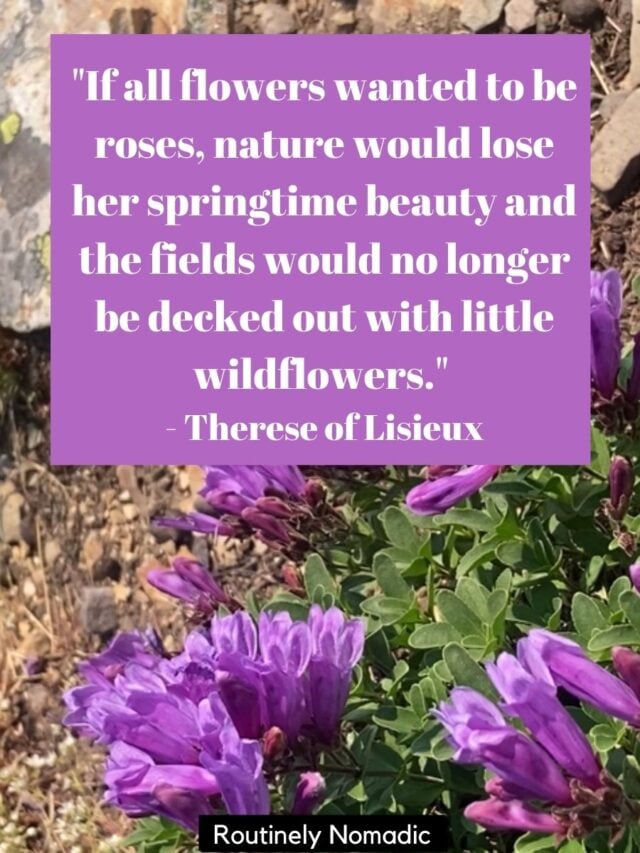 100 Perfect Wildflower Quotes, Poems and Captions Routinely Nomadic