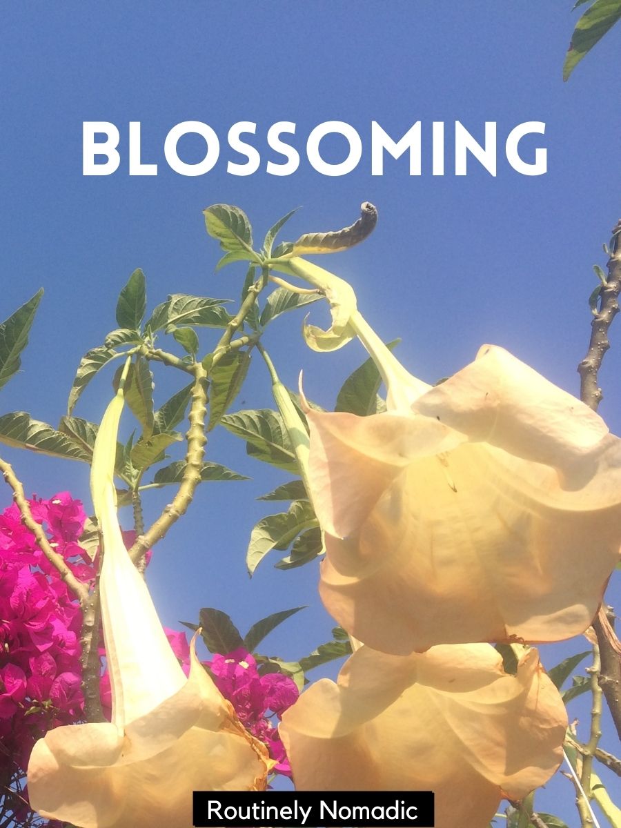 120 Bloom Quotes Perfect Blooming Flower Quotes Routinely Nomadic