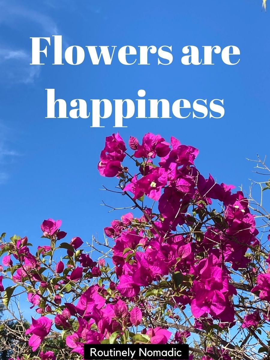 100 Captions About Flowers for Instagram Routinely Nomadic