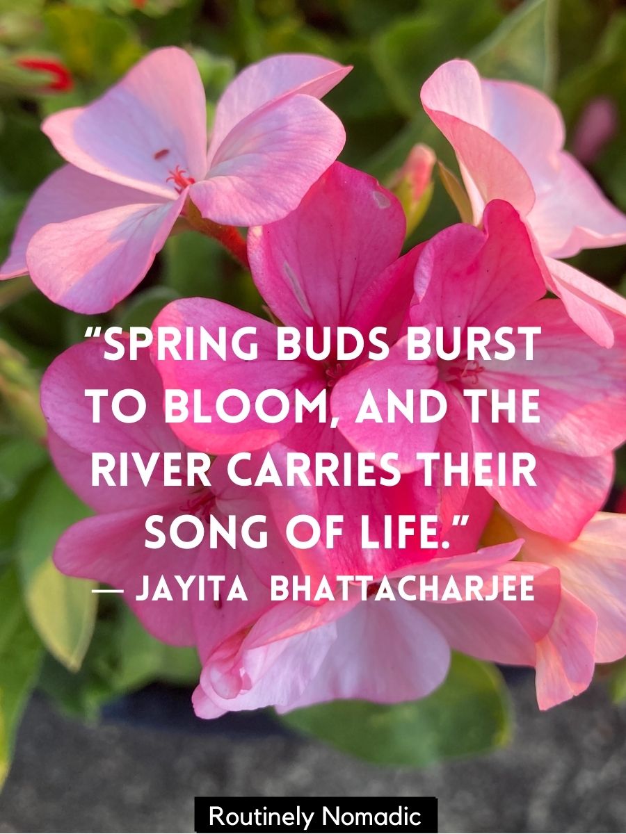 120 Bloom Quotes Perfect Blooming Flower Quotes Routinely Nomadic