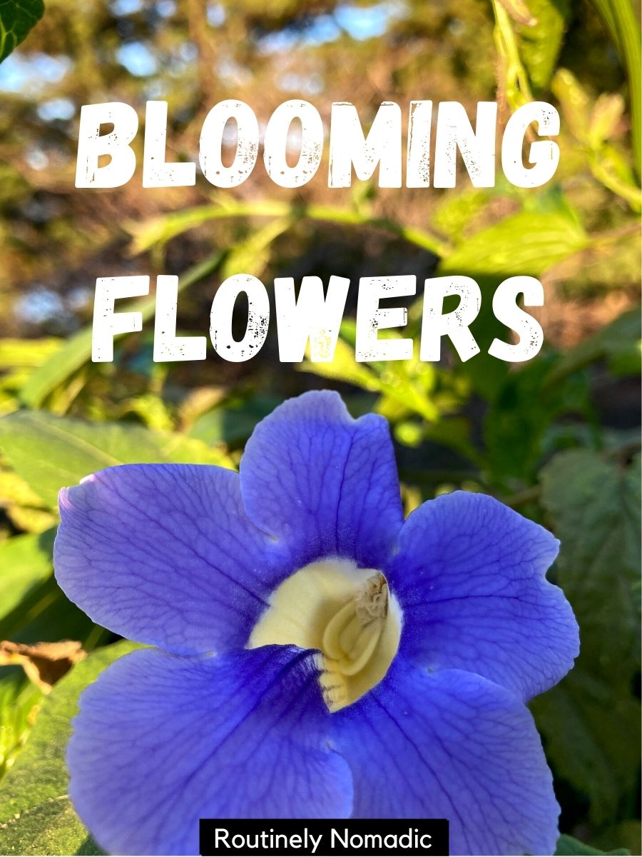100 Captions About Flowers for Instagram Routinely Nomadic