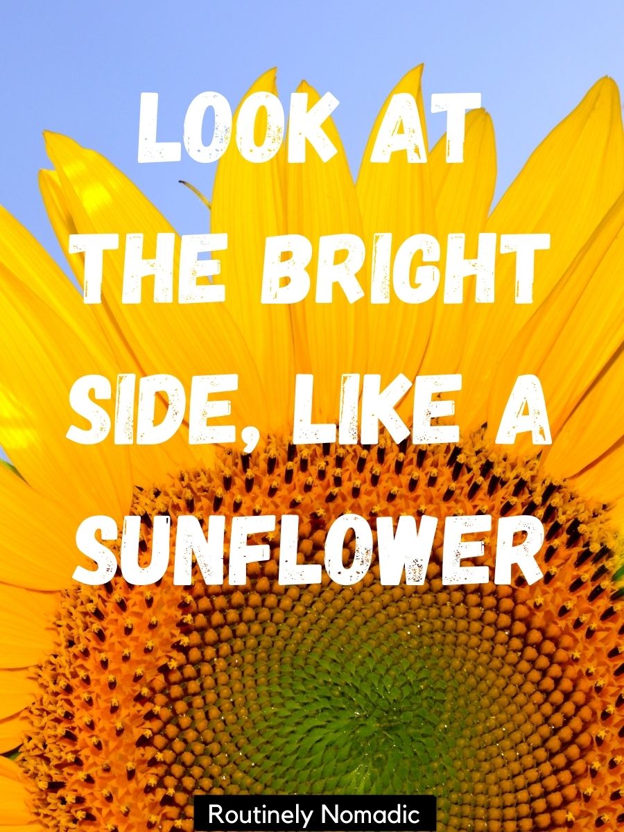 100 Glowing Sunflower Captions Routinely Nomadic