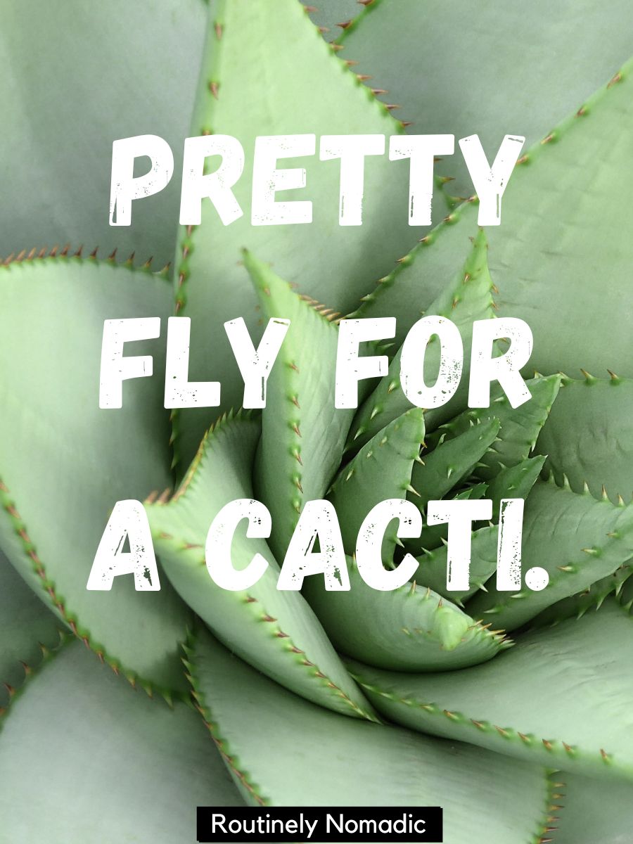100 Perfect Tucson Captions | Routinely Nomadic