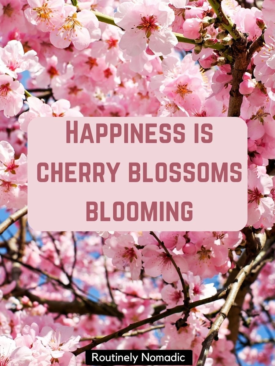170 Blooming Cherry Blossom Quotes Routinely Nomadic
