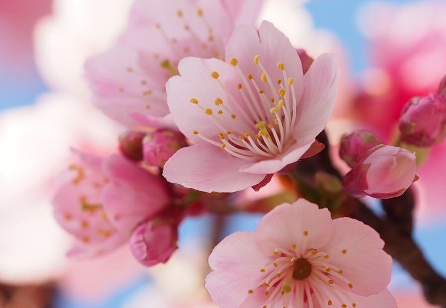 Cherry Blossoms