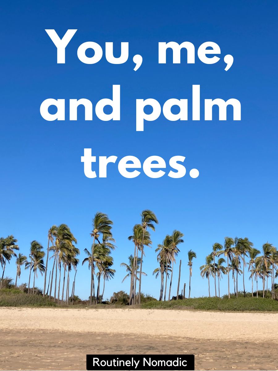 125 Soaring Palm Tree Captions Routinely Nomadic