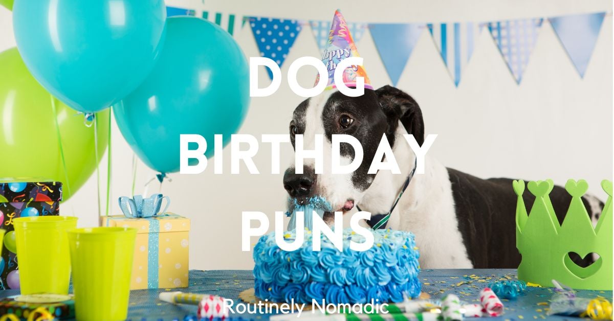 75 Perfect Funny Dog Birthday Puns for 2023 Routinely Nomadic