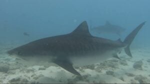 Tiger share in Fuvahmulah