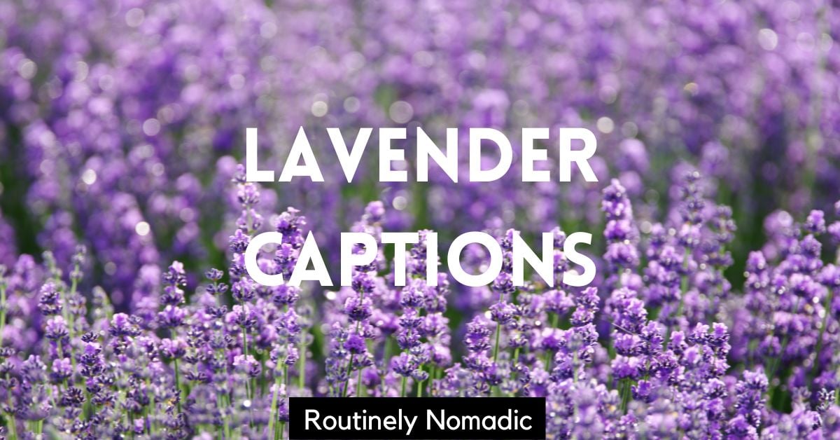 150 Lovely Lavender Captions Routinely Nomadic
