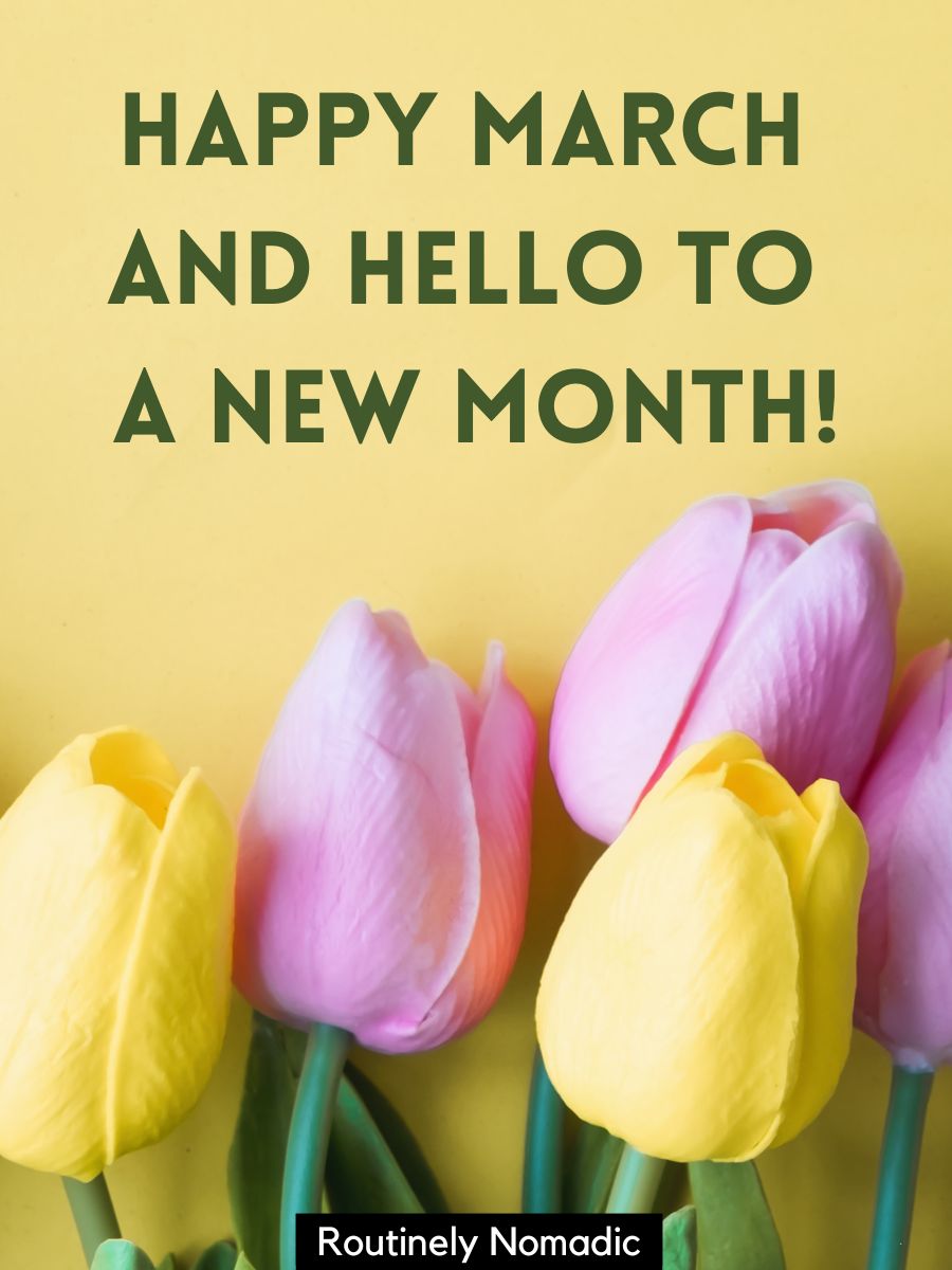 Cute, Funny and Short March Letter Board Quotes to Usher in Spring ...