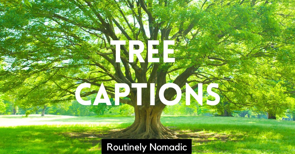 100 Peaceful Tree Captions for Instagram Routinely Nomadic