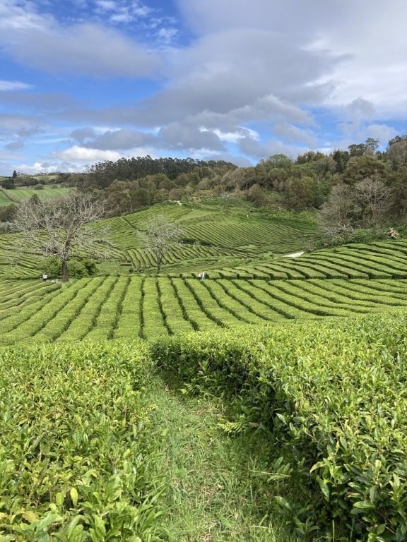 Green rolling tea fields