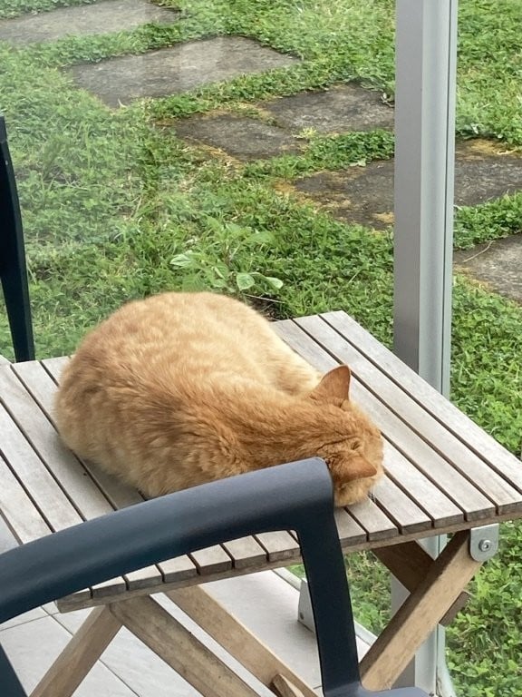 Cat sleeping on a table