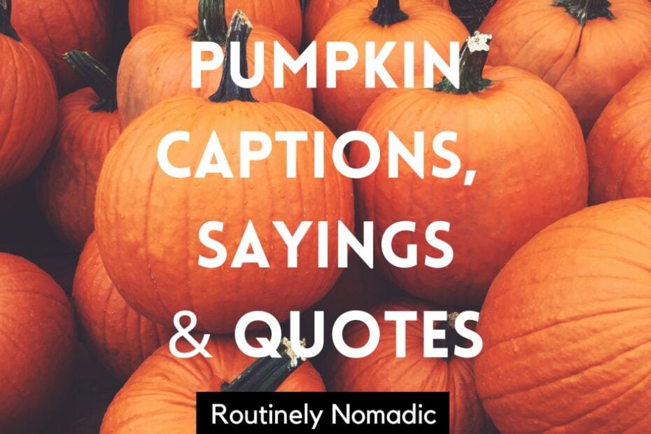 Pumpkin captions, sayings and quotes