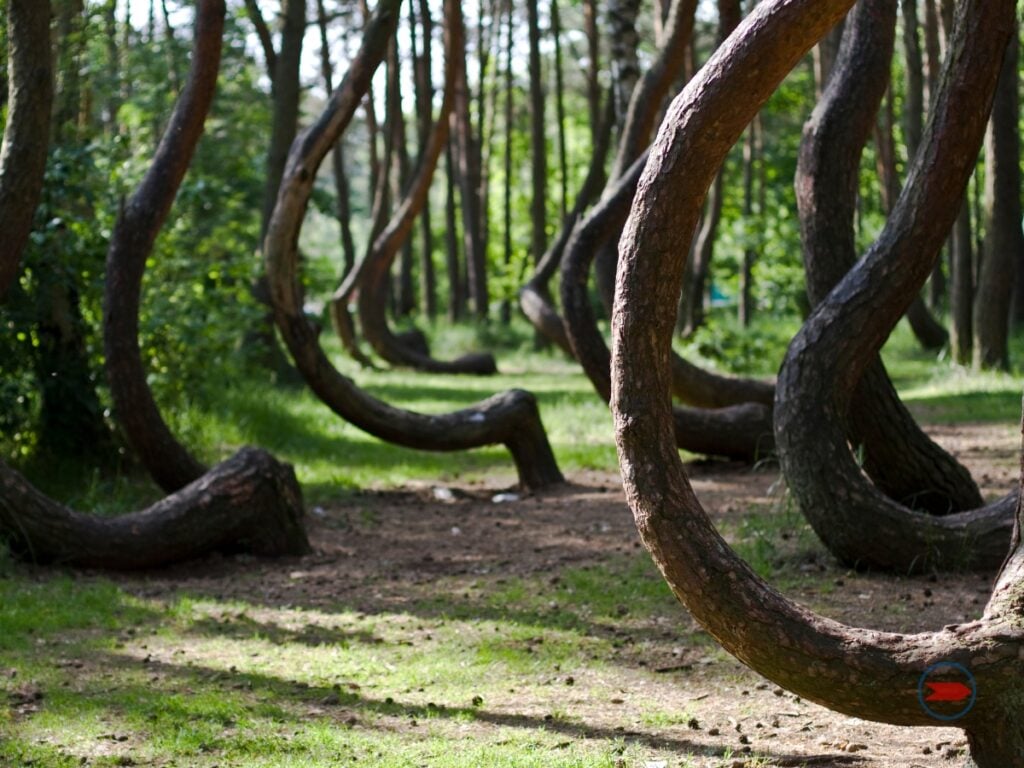 Forest of crooked trees