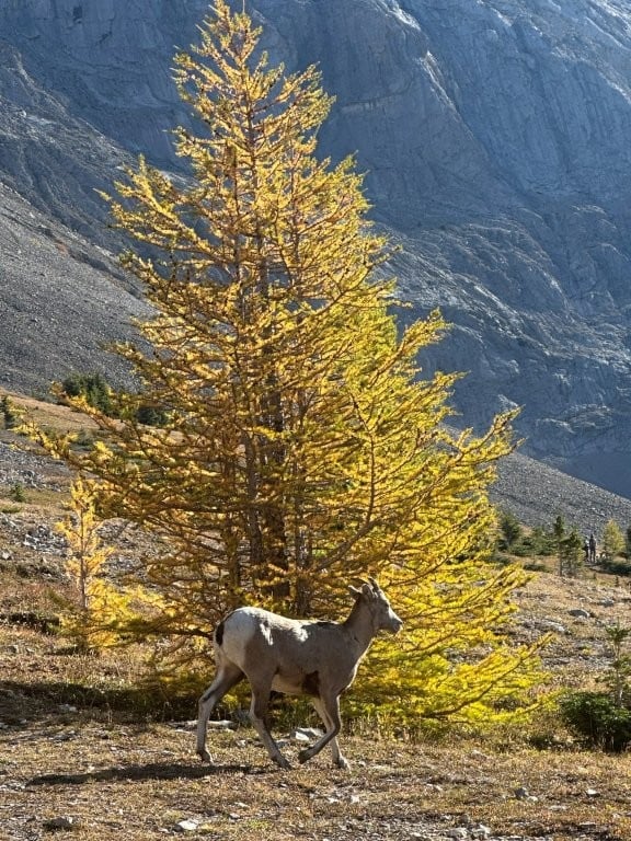 Rocky mountain sheep in front of a yellow larch tree