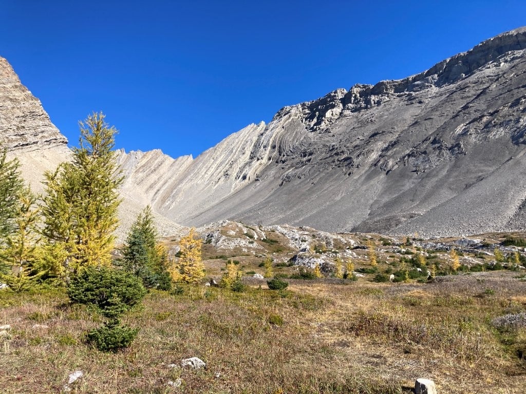 Yellow larch trees in a meadow backed by a mountain ridge in Arethusa Cirque