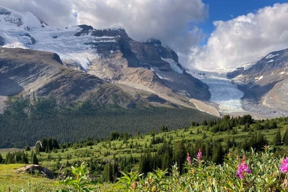 Grassy slope with purple flowers and mountains behind