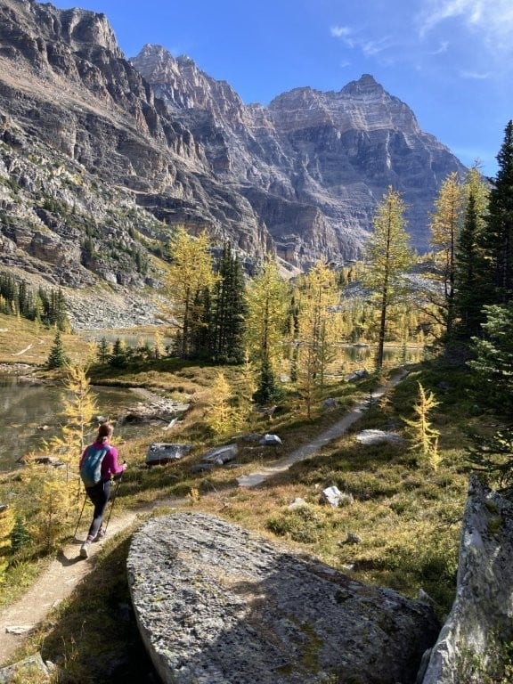 Woman hiking past yellow larch trees toward a mountain