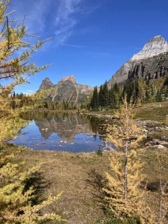 Calm, reflective point surrounded by mountains and yellow larch trees