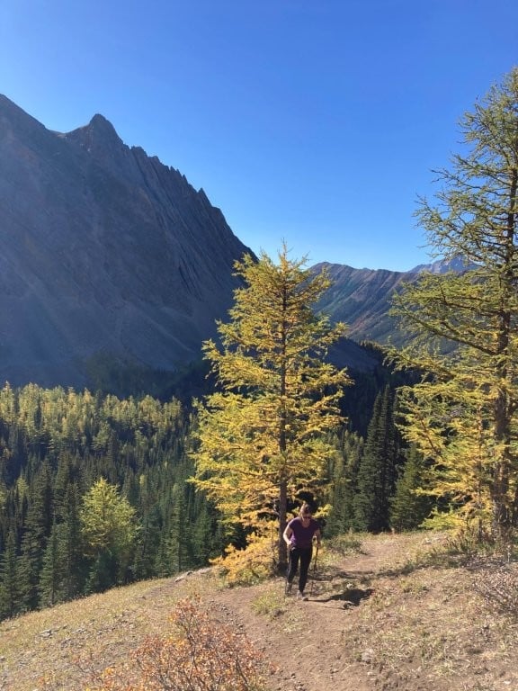 Woman hiking up a steep hill past yellow larch trees with mountains in the background