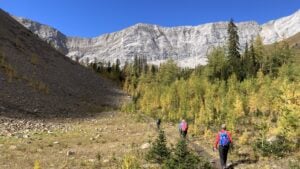 Hikers approaching larch trees and a tall mountain ridge