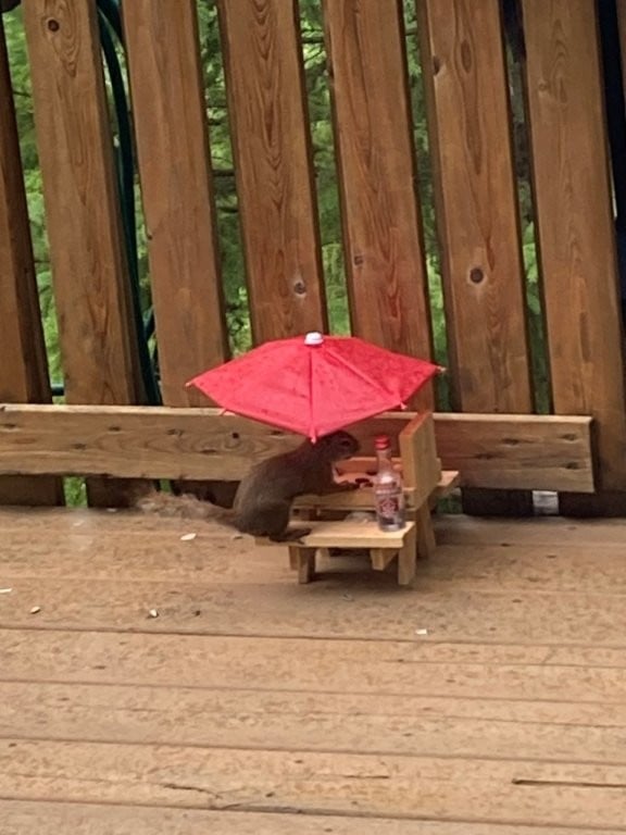 Squirrel eating sunflower seeds under an umbrella at a picnic table with a bottle of vodka