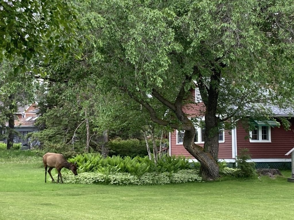 Elk eating plants in front of a cabin