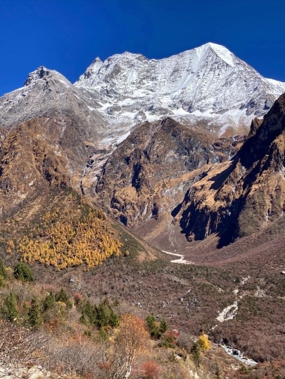 Snowy mountain with yellow larches in foothills