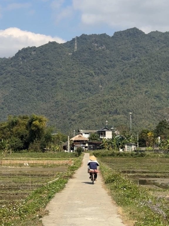 Woman biking on a small paved path between rice fields