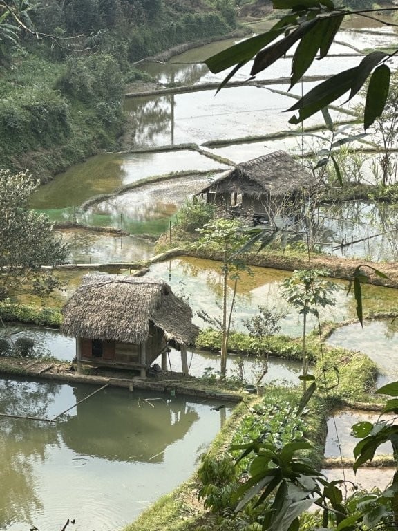 Stilt huts in the middle of flooded rice fields