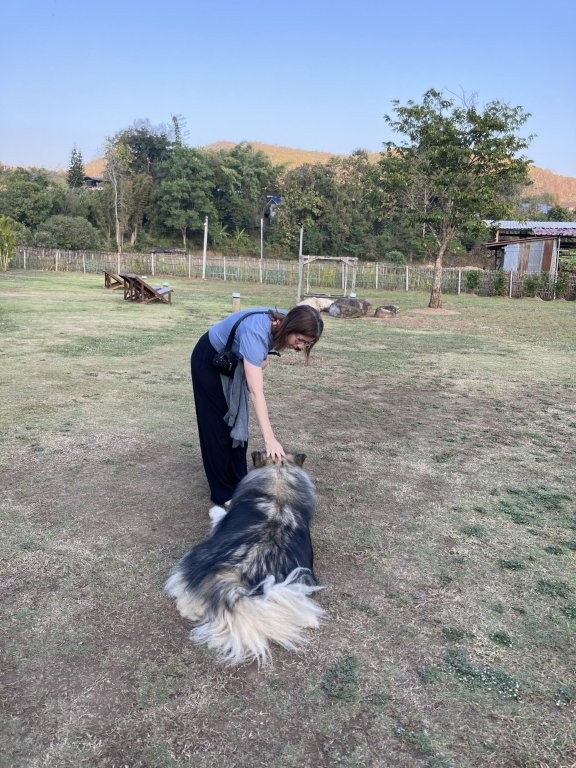 Woman petting a huge, furry dog