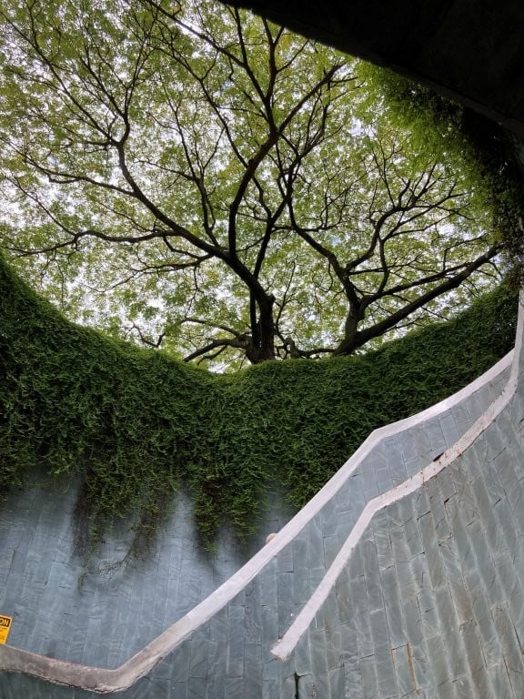 Mossy opening with trees above