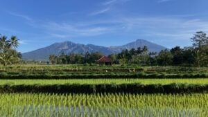 Flooded rice fields with volcano in background in Lombok