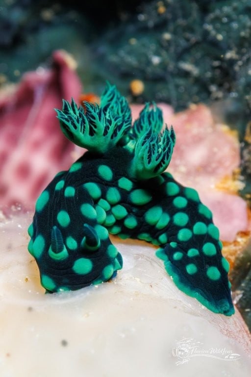 Black and green nudibranch