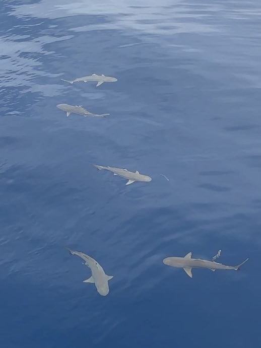 Reef sharks circling in the ocean