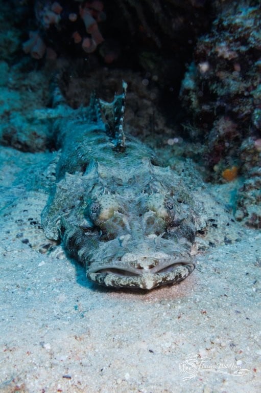 Wobbegong shark blending into the sandy bottom