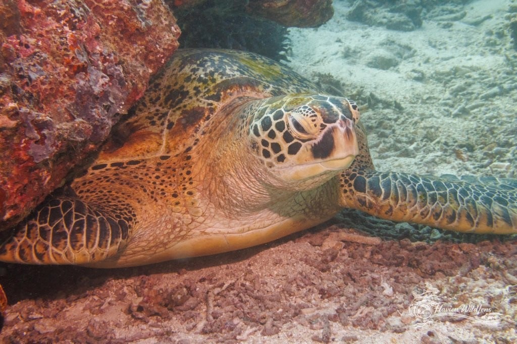Closeup of a sea turtle chilling under a rock