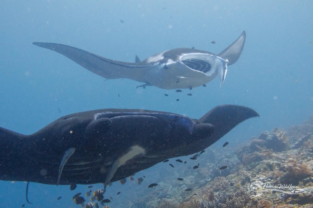 Two manta rays approaching underwater