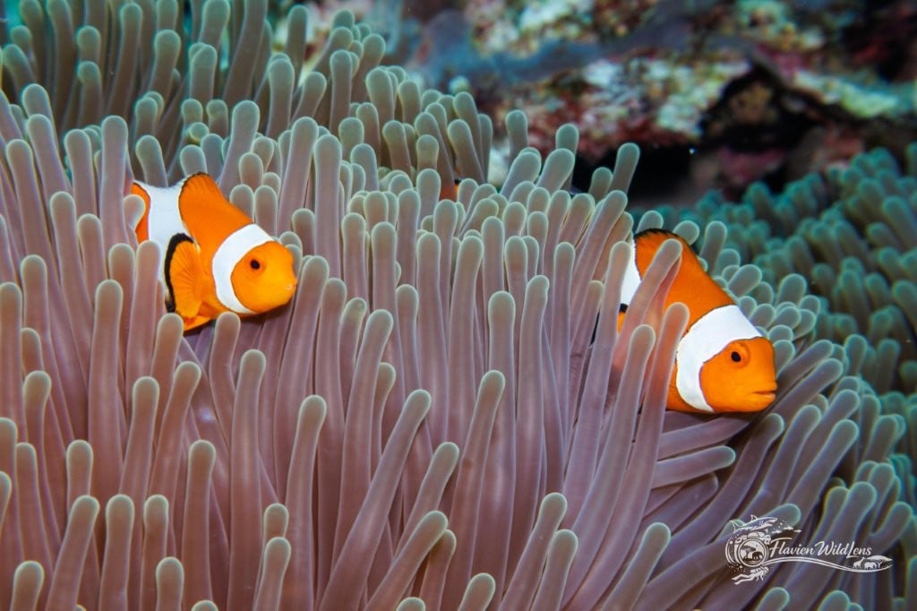 Clownfish hiding in a sea anemone