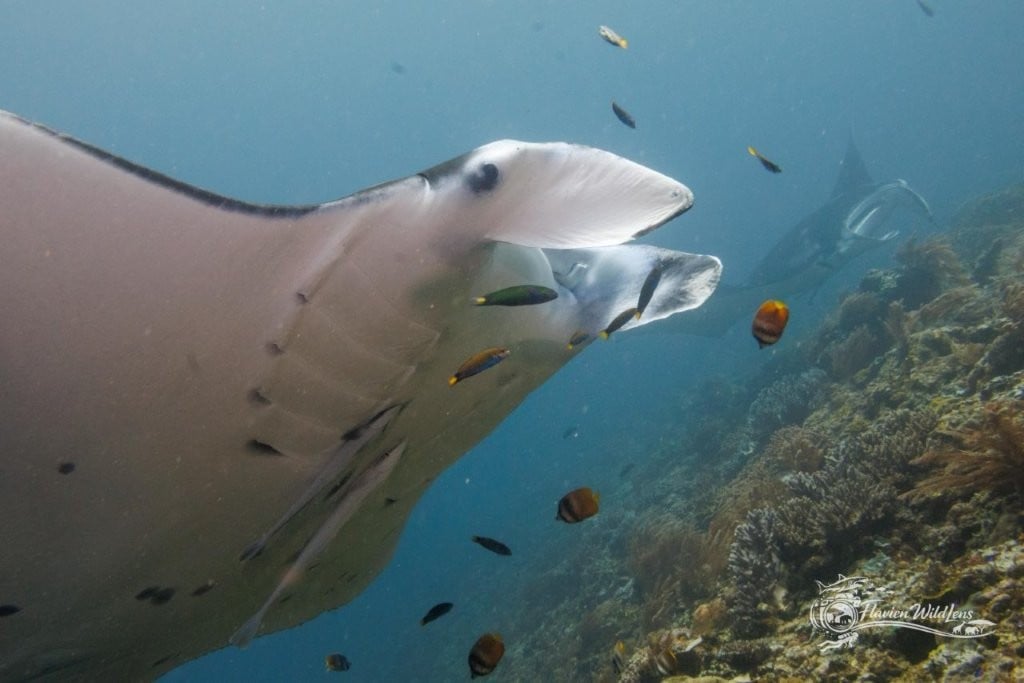 Manta rays surrounded by smaller fish