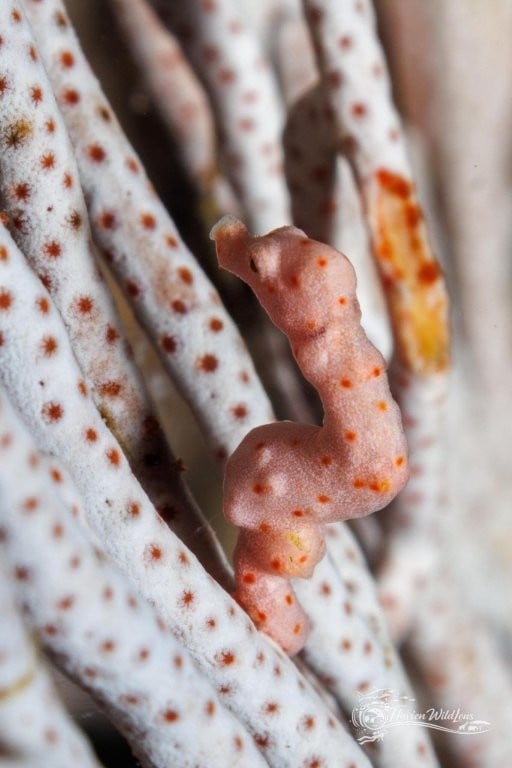 Tiny pink seahorse