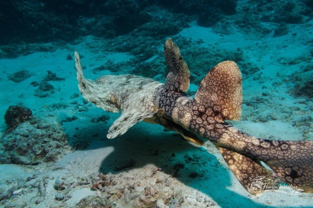 Wobbegong shark swimming
