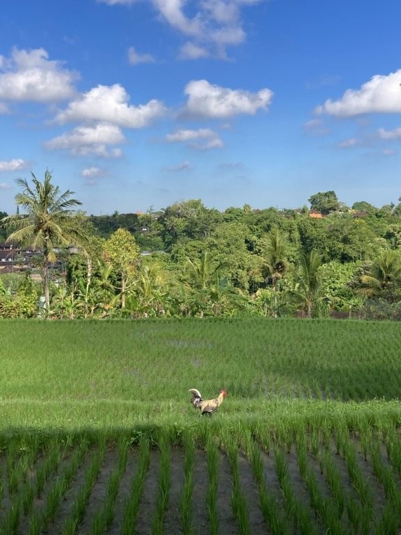 Rooster strutting through the rice fields of the Sari Organic Walk
