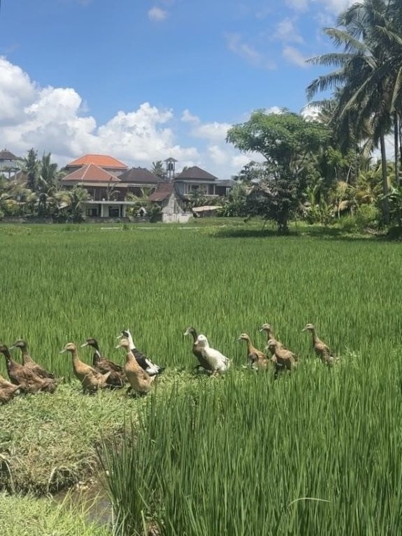 Flock of ducks scurrying through the rice fields