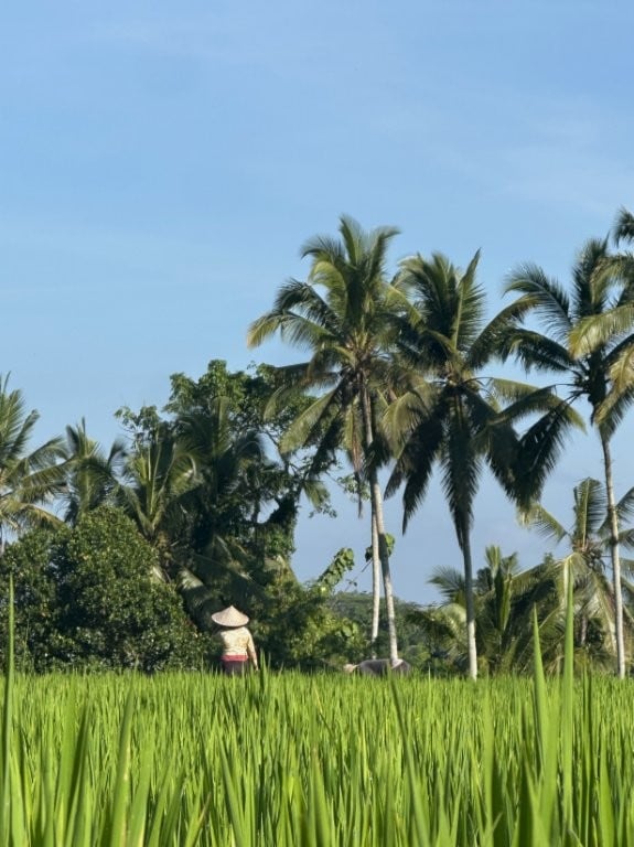 Indonesian farmer in the rice fields